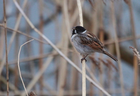 A male reed bunting perched on a thin reed