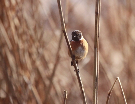 A male stonechat perched on a thin reed