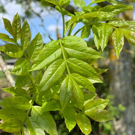 (An example of compound leaves – ash.