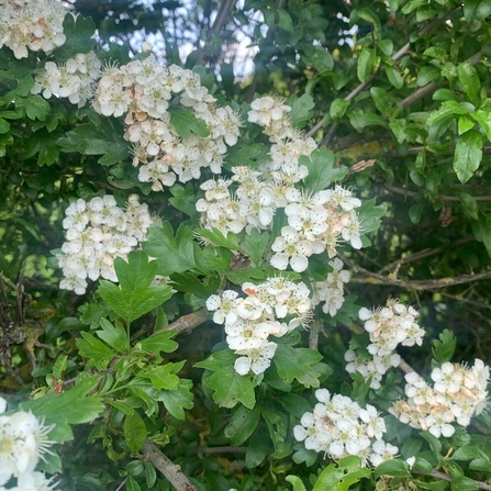 Hawthorn blossom.