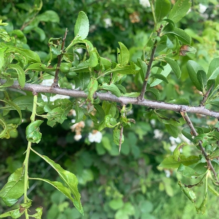 Hawthorn twig with spikes