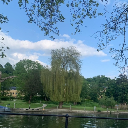 A willow tree grown by the water side.