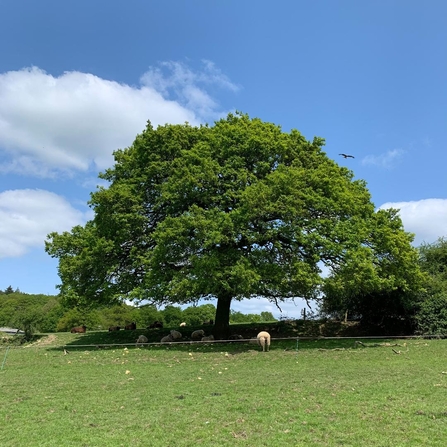 An oak tree with a wide crown in a field with green grass, and a blue sky.