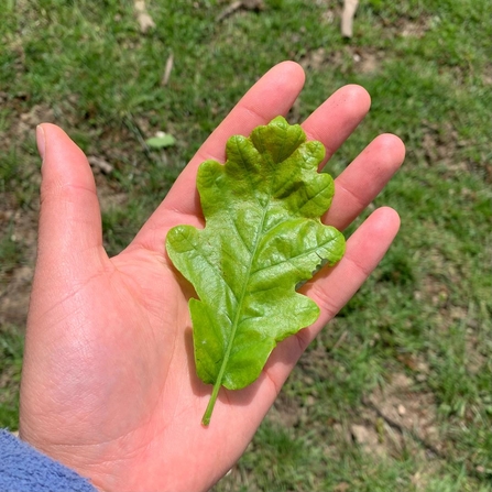 Yasmin holding a leaf in her hand. An example of a simple leaf – oak