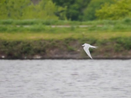 an artic tern swoops over a body of water 