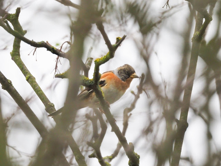 A brambling sat atop a branch obscured by other branches