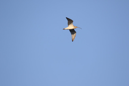 A curlew flies through the air with its wings extended and a long pointed beak