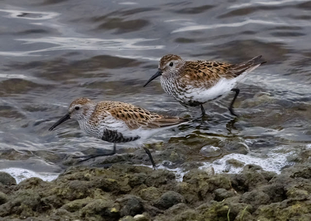 Two dunlin stand with their feet in the water they both have long black beaks and white underbellies