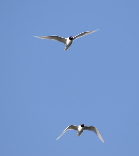 two Mediterranean Gulls fly through the air with their wings extended