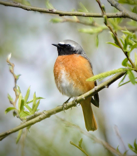 A redstart stood on a branch it has an orange belly and grey head