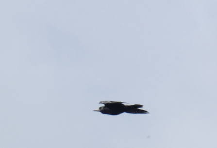 A rook swoops through the air