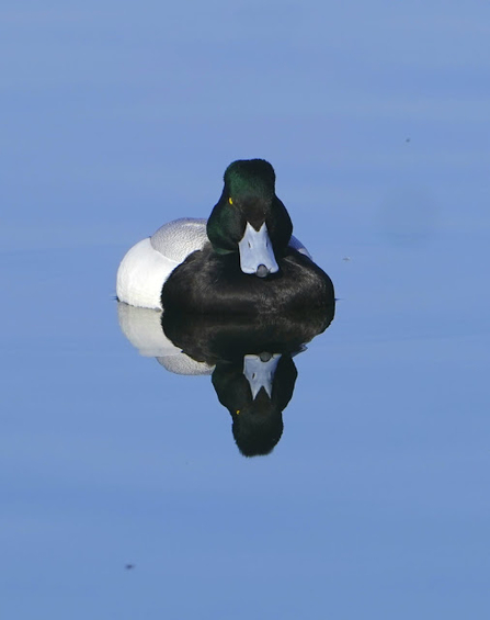 a scaup floating atop water