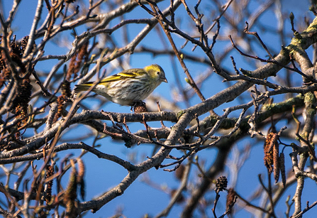 A siskin sat in a tree amongst twisted branches