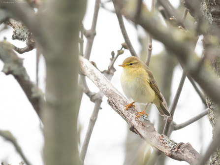 A willow warbler sits in a tree 