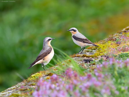 two wheatear stood on a brick wall 