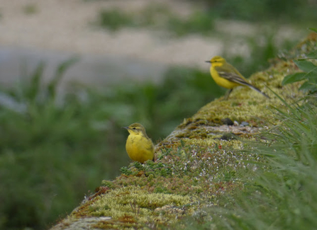 Two yellow wag tails stood atop a brick wall covered in moss