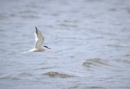 A common tern swoops above water