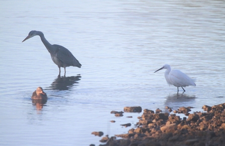 Little egrets above fishing with a grey heron next to the shoreline