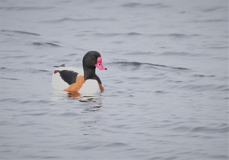 A shelduck swims atop water, it has a black head, red beak and a white chest 