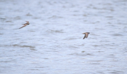 Two swifts swoop over the water
