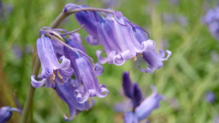 a close up of a blue bell flower with fluted purple petals