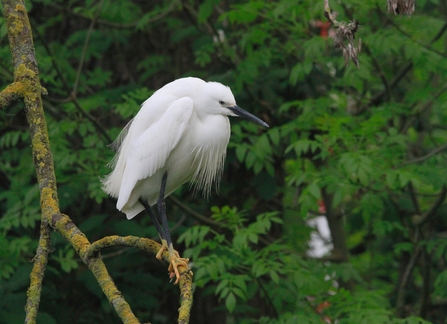 A little egret with long black legs and grand white feathered body and pointed black beak stands on a thick branch