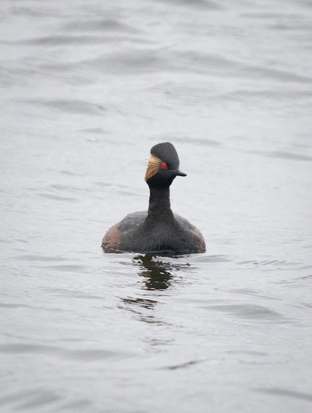 a black-necked grebe sits atop a body of water