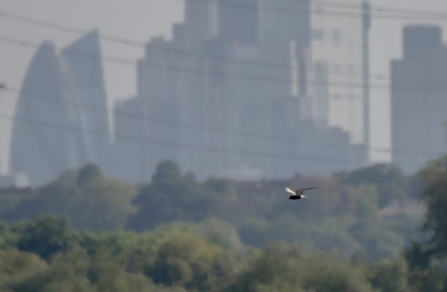 a black tern swoops through the sky with a city skyline in the background
