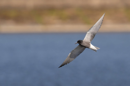 a black tern with its wings spread out flying across water