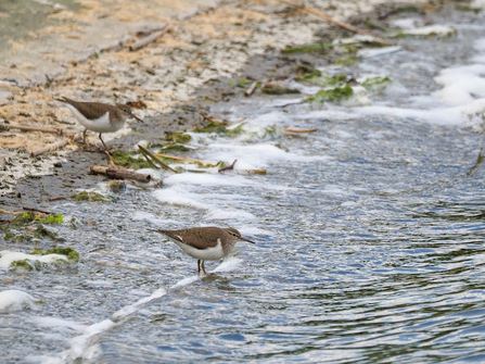 A common sandpiper stands in the water on the shoreline