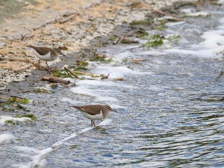 A common sandpiper stands in the water on the shoreline