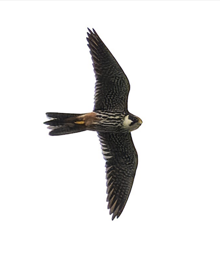 a hobby swoops through the air with its wings outspread