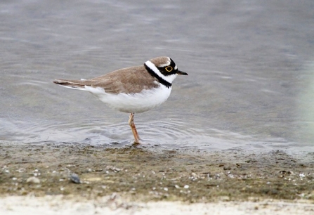 a little ringed plover with a black ring around its neck stands in the water on a shoreline