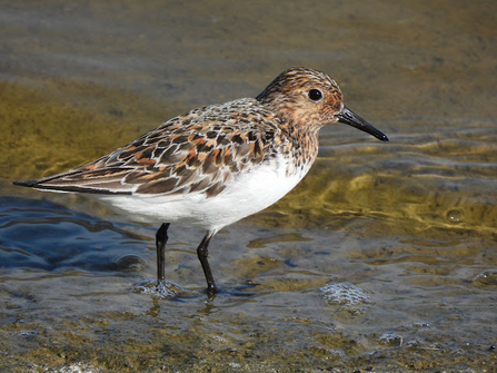 a sanderling stood in shallow water
