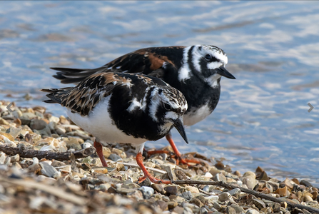 Two turnstone stood on the shoreline