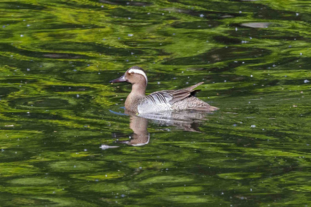 a brown feathered duck swims atop green water