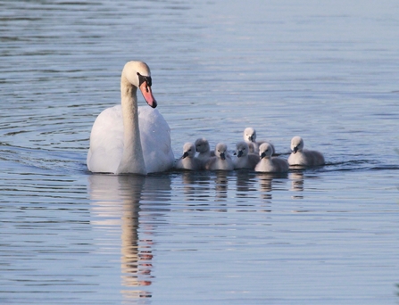 A mute swan with a group of cygnets swim in the water