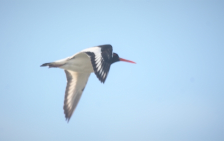 an oyster catcher with white striped wings and large pointed orange beak flys through the sky