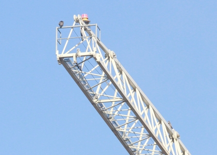 Two peregrines, stand atop large white scaffolding