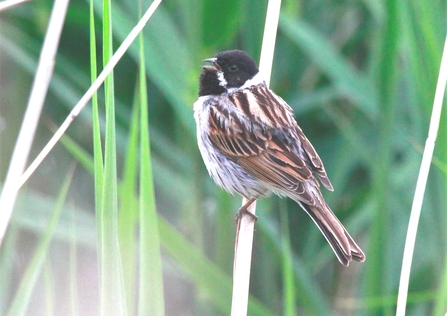 A reed bunting with a brown body and black head perches on a reed
