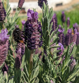 a bee stood on a sprig of lavender