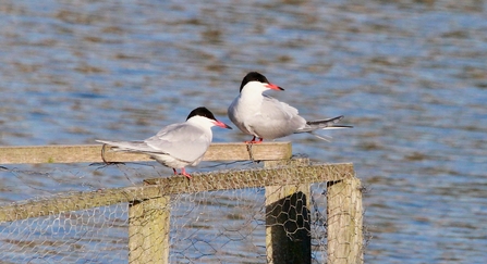 two common terns with a black capped head and grey body stand on a fence with chicken wire fencing
