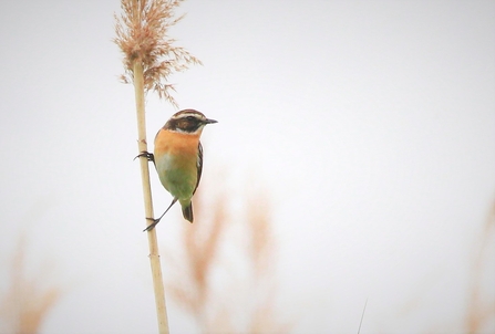 a whinchat with a red chest and black head with white stripe clung to a reed