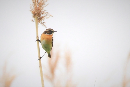 a whinchat with a red chest and black head with white stripe clung to a reed
