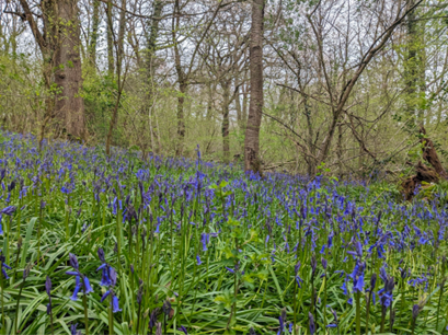 A carpet of bluebells amongst a brightly lit woodland area
