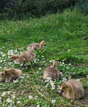 a group of 5 goslings stand and sit amongst daisies