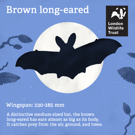A brown long-eared bat illustration, text reads, brown long-eared , wingspan 230-285mm, a distinctive medium-sized bat, the brown long eared had ears almost as big as its body. It catches prey from the air, ground and trees. 