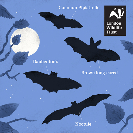 An illustration of common bats you will find in london, text reads, common pipistrelle, brown long-eared, daubentons, Noctule