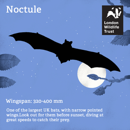 a illustration of a noctule bat, text reads, noctule, wingspan: 320mm - 400mm, one of the largest UK bats, with narrow pointed wings. Look our for them before sunset, diving at great speeds to catch their prey.