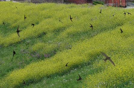 A group of swifts swoops over a wildflower filled field